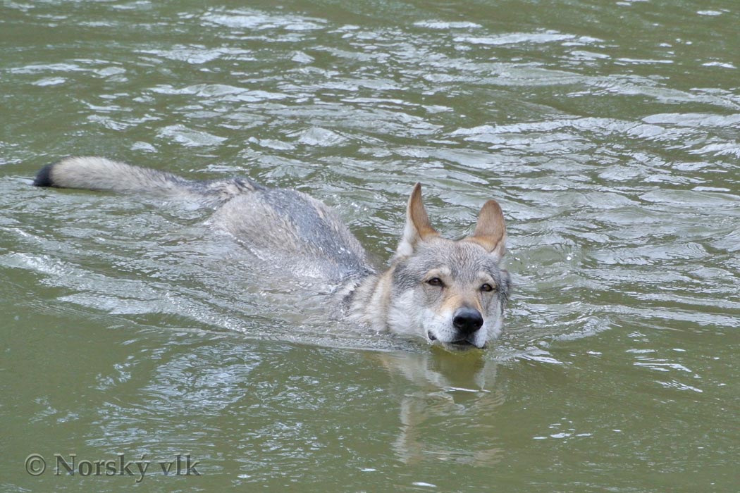 DSC_1367e