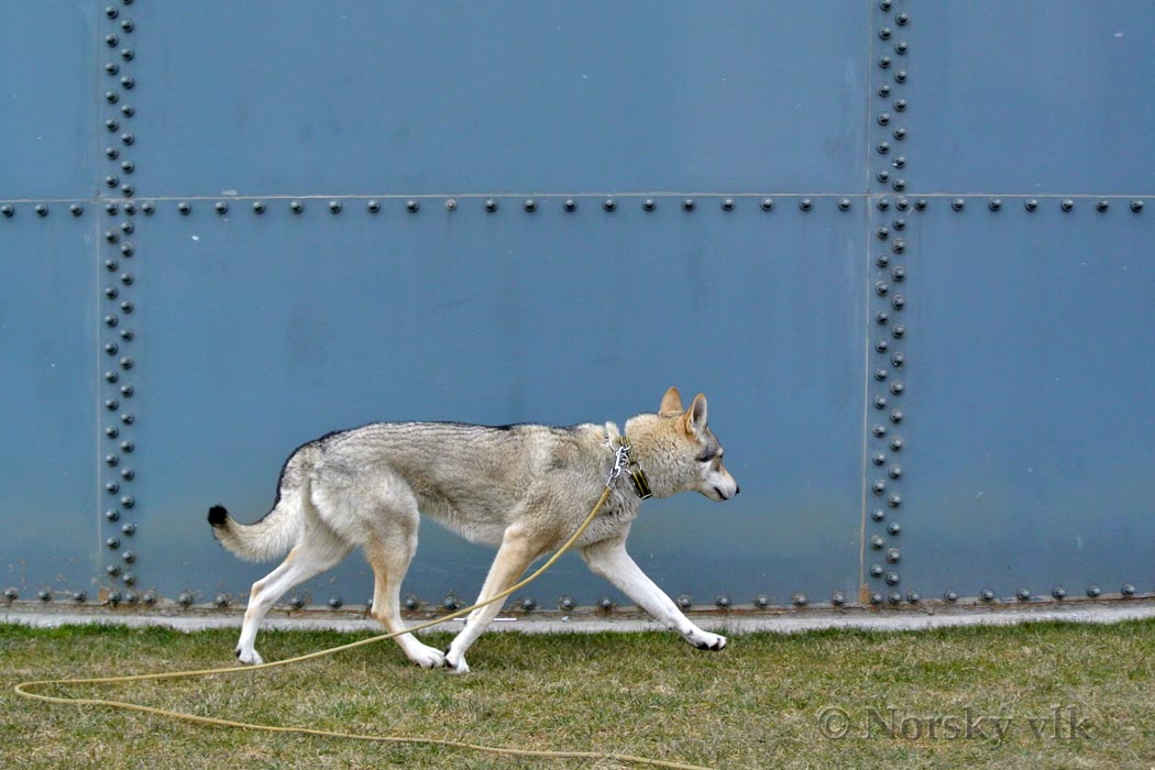 DSC_2596e