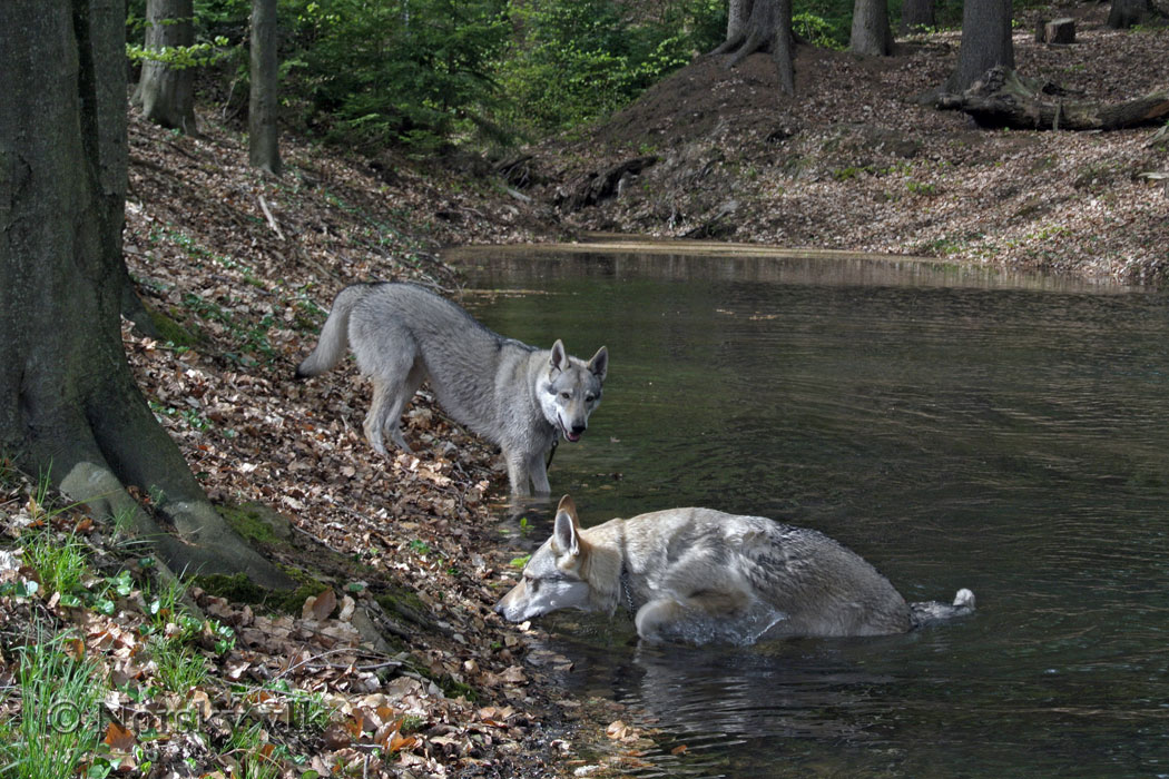 DSC_1158e