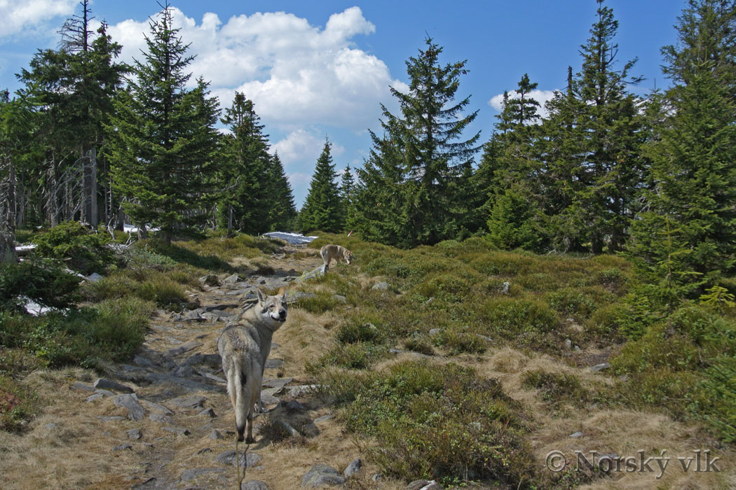 DSC_1336e
