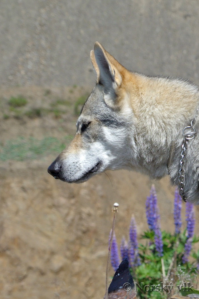 DSC_1998e1